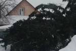 В Кемеровской области чиновники вернули срубленную елку местному жителю